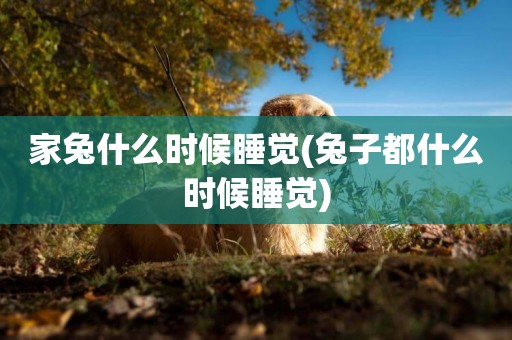 家兔什么時候睡覺(兔子都什么時候睡覺)