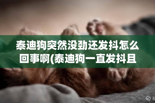 泰迪狗突然沒勁還發抖怎么回事啊(泰迪狗一直發抖且沒精神是怎么回事)