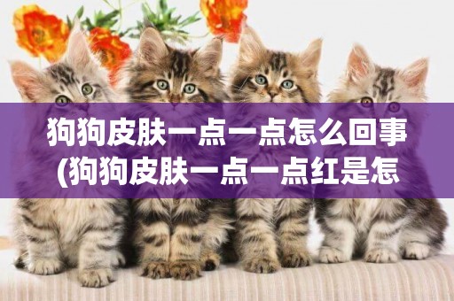 狗狗皮膚一點一點怎么回事(狗狗皮膚一點一點紅是怎么回事)