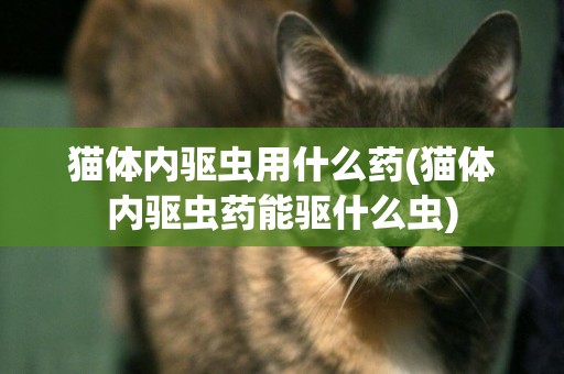 貓體內驅蟲用什么藥(貓體內驅蟲藥能驅什么蟲)