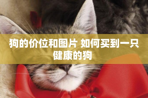 狗的價位和圖片 如何買到一只健康的狗 