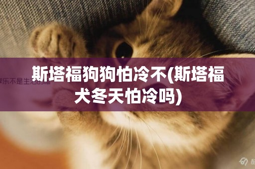 斯塔福狗狗怕冷不(斯塔福犬冬天怕冷嗎)