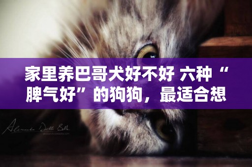 家里養巴哥犬好不好 六種“脾氣好”的狗狗，最適合想養狗的你 