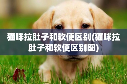 貓咪拉肚子和軟便區別(貓咪拉肚子和軟便區別圖)