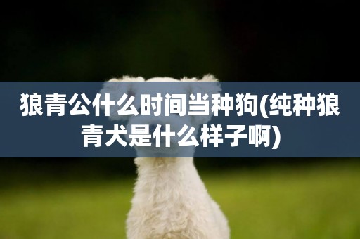 狼青公什么時間當種狗(純種狼青犬是什么樣子啊)