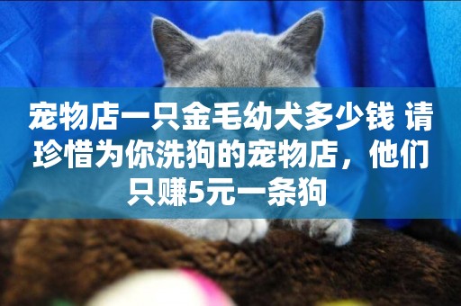 寵物店一只金毛幼犬多少錢 請珍惜為你洗狗的寵物店，他們只賺5元一條狗 