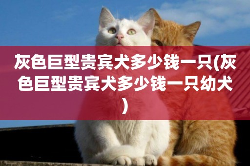 灰色巨型貴賓犬多少錢一只(灰色巨型貴賓犬多少錢一只幼犬)