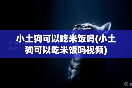 小土狗可以吃米飯嗎(小土狗可以吃米飯嗎視頻)
