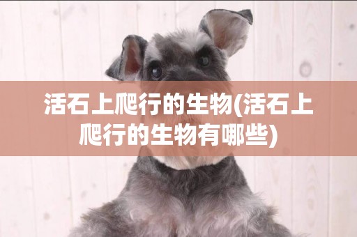 活石上爬行的生物(活石上爬行的生物有哪些)