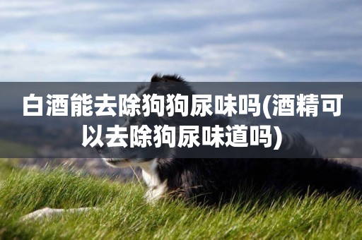 白酒能去除狗狗尿味嗎(酒精可以去除狗尿味道嗎)
