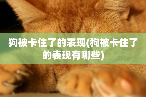狗被卡住了的表現(狗被卡住了的表現有哪些)