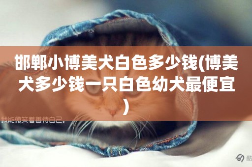 邯鄲小博美犬白色多少錢(博美犬多少錢一只白色幼犬最便宜)
