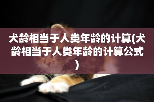 犬齡相當于人類年齡的計算(犬齡相當于人類年齡的計算公式)