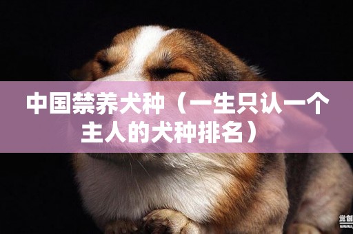 中國禁養犬種（一生只認一個主人的犬種排名） 