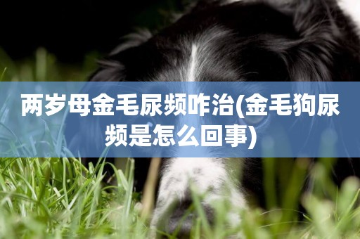 兩歲母金毛尿頻咋治(金毛狗尿頻是怎么回事)