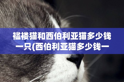 襤褸貓和西伯利亞貓多少錢一只(西伯利亞貓多少錢一只?西伯利亞貓價格貓咪品種)