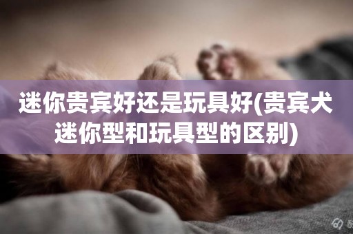 迷你貴賓好還是玩具好(貴賓犬迷你型和玩具型的區別)