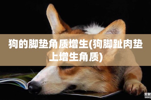 狗的腳墊角質增生(狗腳趾肉墊上增生角質)