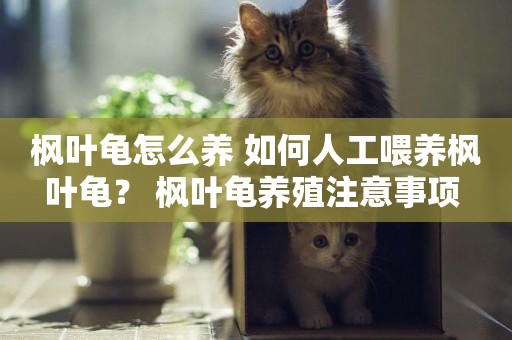 楓葉龜怎么養 如何人工喂養楓葉龜？ 楓葉龜養殖注意事項 