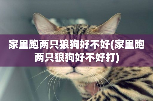 家里跑兩只狼狗好不好(家里跑兩只狼狗好不好打)