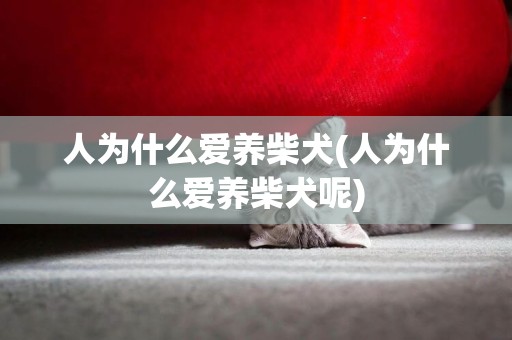 人為什么愛養柴犬(人為什么愛養柴犬呢)