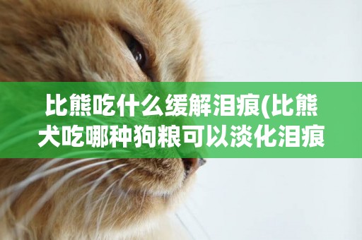 比熊吃什么緩解淚痕(比熊犬吃哪種狗糧可以淡化淚痕)