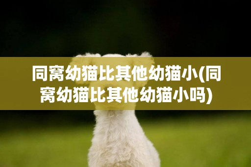 同窩幼貓比其他幼貓小(同窩幼貓比其他幼貓小嗎)