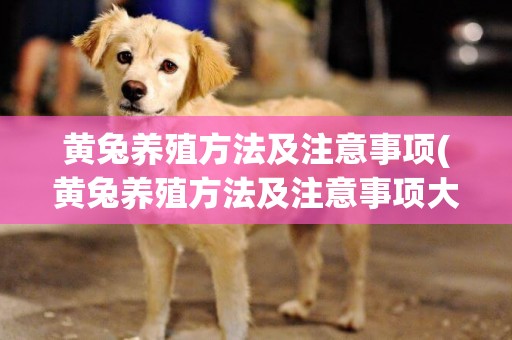 黃兔養殖方法及注意事項(黃兔養殖方法及注意事項大全)