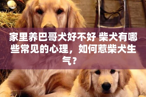 家里養巴哥犬好不好 柴犬有哪些常見的心理，如何惹柴犬生氣？ 