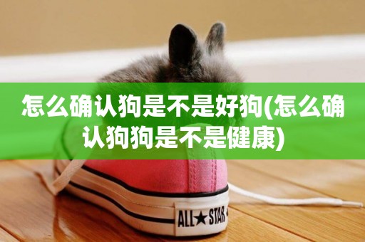 怎么確認狗是不是好狗(怎么確認狗狗是不是健康)