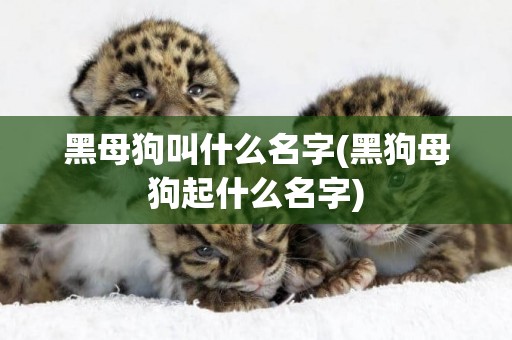 黑母狗叫什么名字(黑狗母狗起什么名字)