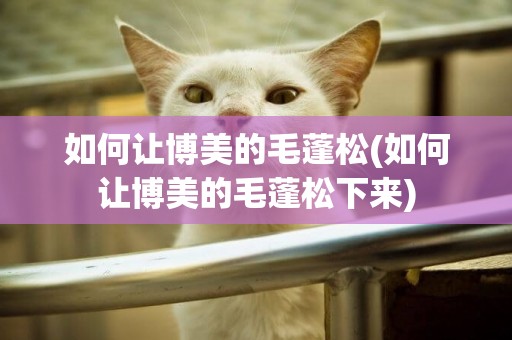 如何讓博美的毛蓬松(如何讓博美的毛蓬松下來)