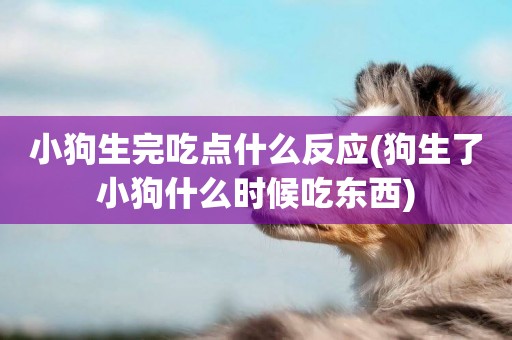 小狗生完吃點什么反應(狗生了小狗什么時候吃東西)