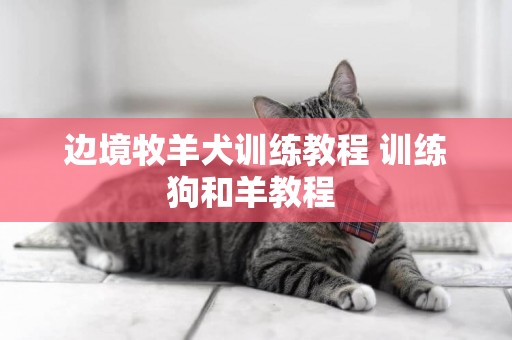 邊境牧羊犬訓練教程 訓練狗和羊教程 