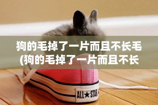 狗的毛掉了一片而且不長毛(狗的毛掉了一片而且不長毛怎么辦)