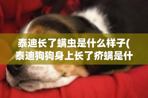 泰迪長了螨蟲是什么樣子(泰迪狗狗身上長了疥螨是什么樣的)