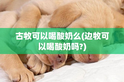 古牧可以喝酸奶么(邊牧可以喝酸奶嗎?)