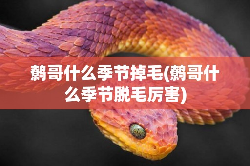 鷯哥什么季節掉毛(鷯哥什么季節脫毛厲害)