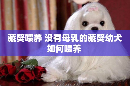 藏獒喂養 沒有母乳的藏獒幼犬如何喂養 