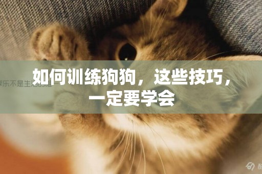 如何訓練狗狗，這些技巧，一定要學會