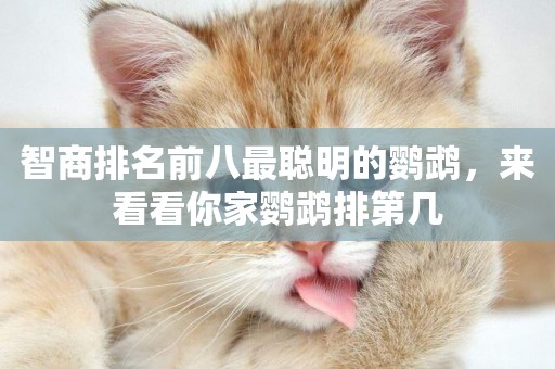 智商排名前八最聰明的鸚鵡，來看看你家鸚鵡排第幾