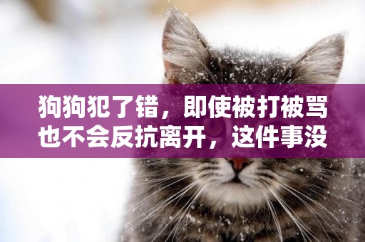 狗狗犯了錯，即使被打被罵也不會反抗離開，這件事沒有那么簡單！
