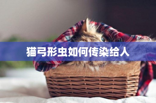 貓弓形蟲如何傳染給人
