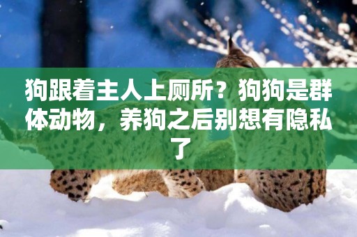 狗跟著主人上廁所？狗狗是群體動物，養狗之后別想有隱私了