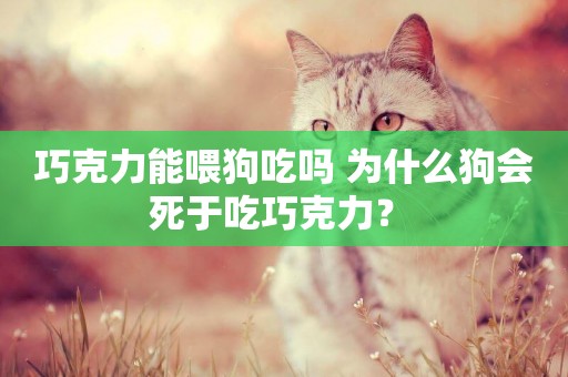 巧克力能喂狗吃嗎 為什么狗會死于吃巧克力？ 