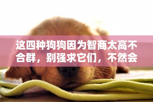 這四種狗狗因為智商太高不合群，別強求它們，不然會變笨的！
