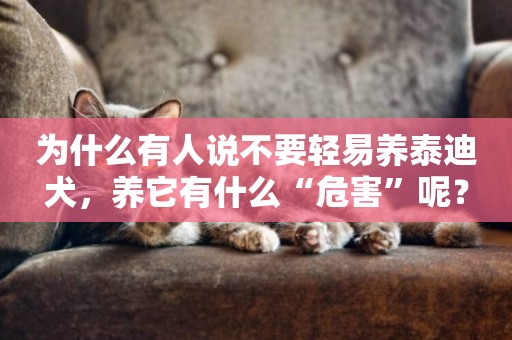 為什么有人說不要輕易養泰迪犬，養它有什么“危害”呢？