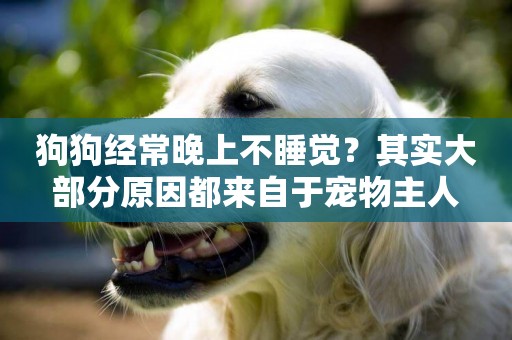 狗狗經常晚上不睡覺？其實大部分原因都來自于寵物主人