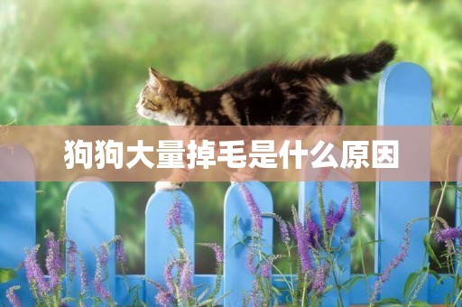 狗狗大量掉毛是什么原因