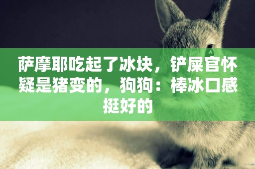 薩摩耶吃起了冰塊，鏟屎官懷疑是豬變的，狗狗：棒冰口感挺好的